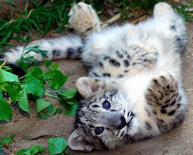 Snow Leopard